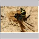 E-Odynerus spinipes w25 beim Schornsteinbau.jpg